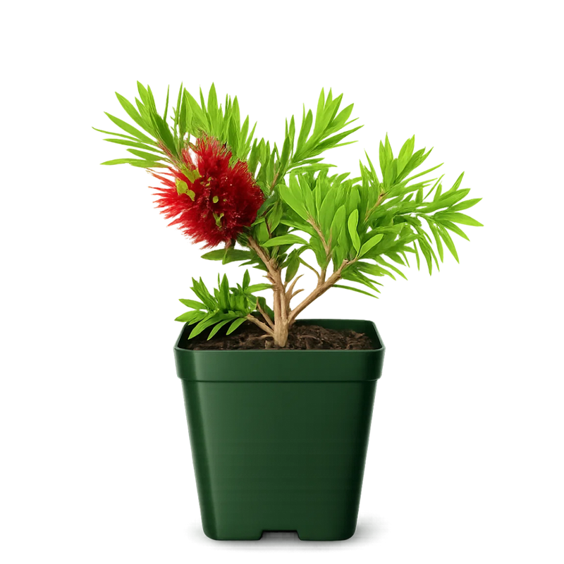 Weeping Red Bottlebrush – Evergreen Pollinator Starter Shrub