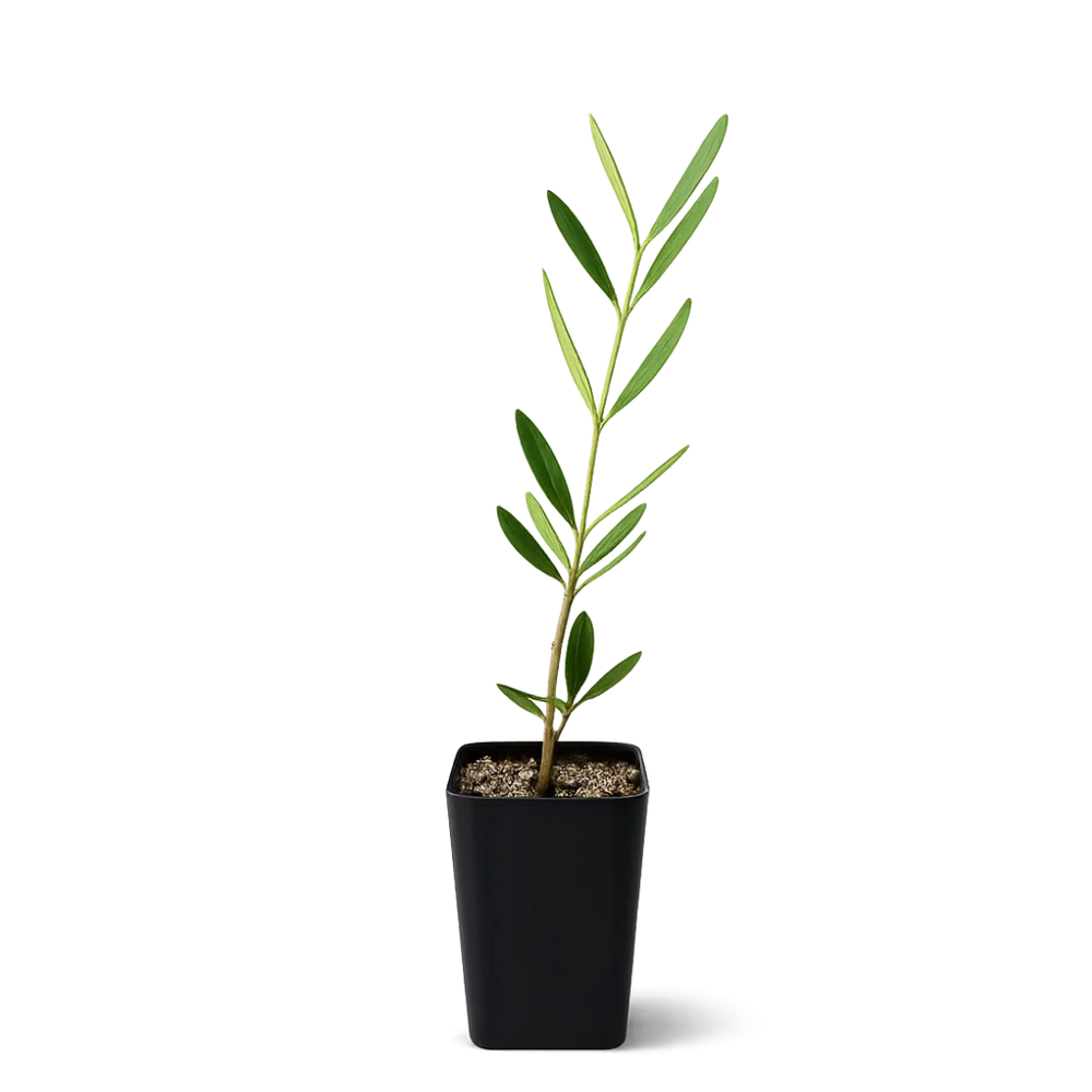 Wilson Olive Tree Sapling – Drought-Tolerant Mediterranean Patio Plant