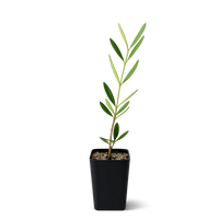 Wilson Olive Tree Sapling – Drought-Tolerant Mediterranean Patio Plant