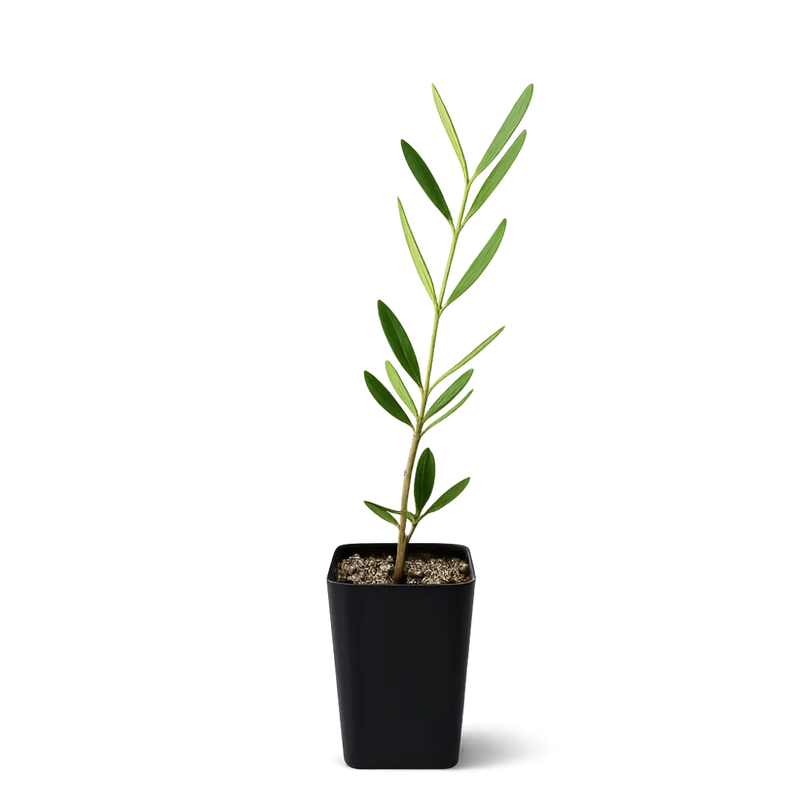 Wilson Olive Tree Sapling – Drought-Tolerant Mediterranean Patio Plant