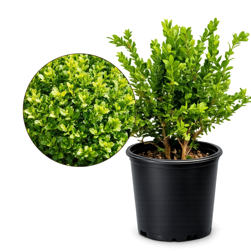 Green Beauty Boxwood – Evergreen Hedge Shrub (1 Gallon)