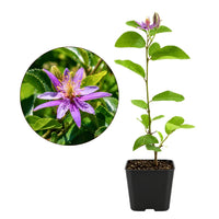 Lavender Star Flower – Evergreen Flowering Bonsai Starter