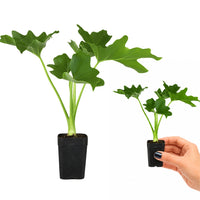 Mini Philodendron Selloum Hope - Live Starter Plant for Indoor