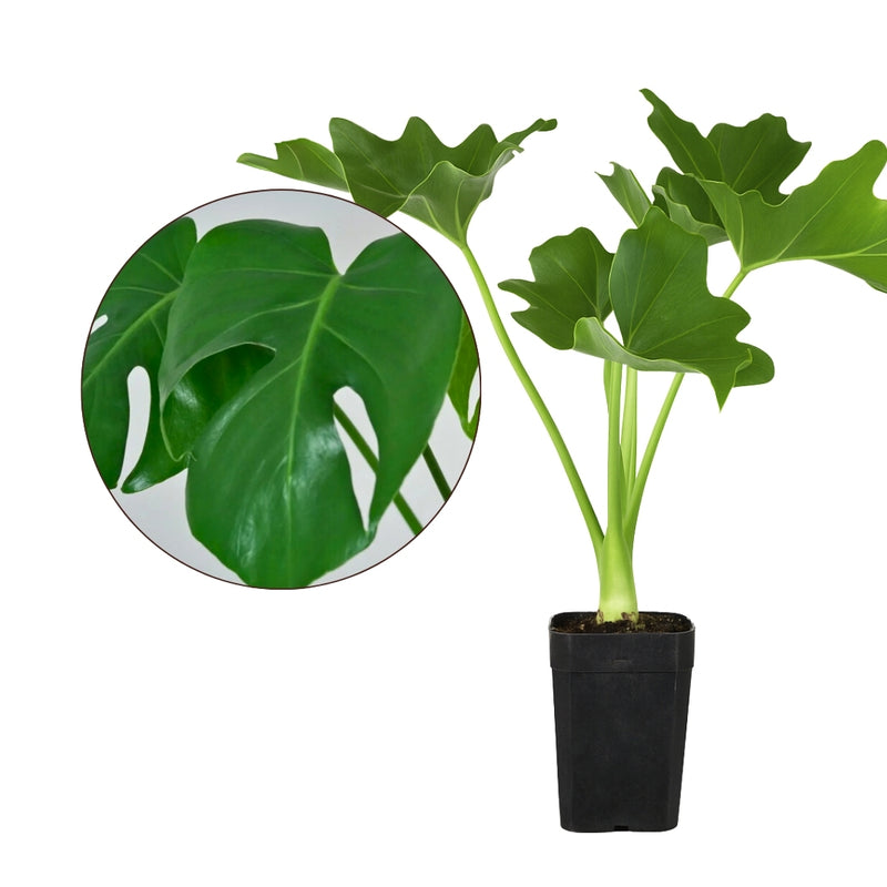 Mini Philodendron Selloum Hope - Live Starter Plant for Indoor