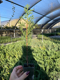 Custom Upgrade | Pick Your Plant Before Shipping