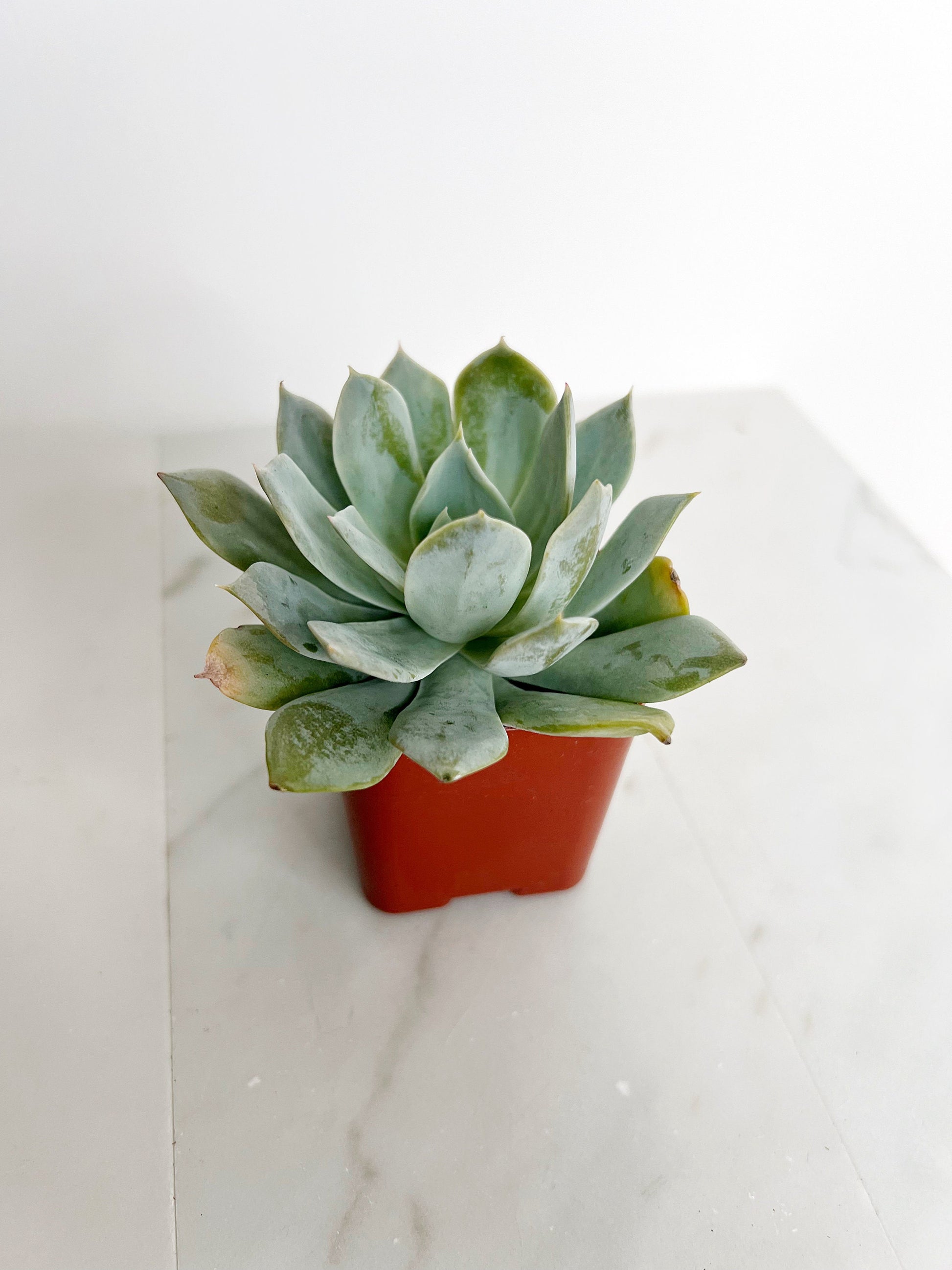Succulent Plants 2" Mini Potted Succulents for Indoor Echeveria Desmetiana Home Office Decor Wedding Baby Shower Party Favors Gifts for Her Wedding Baby Shower Party Favors - Live Succulent 2.5-inch Collection