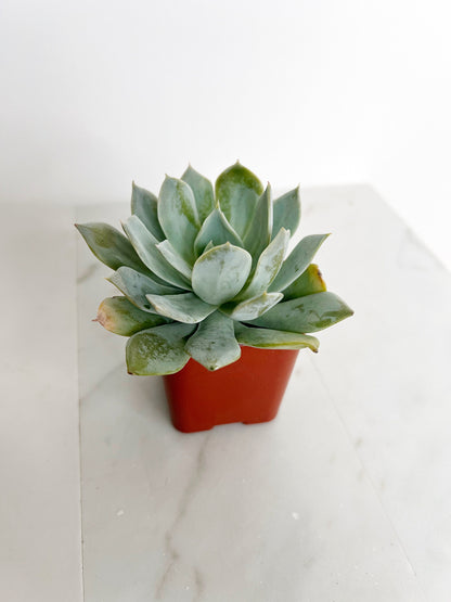 Succulent Plants 2" Mini Potted Succulents for Indoor Echeveria Desmetiana Home Office Decor Wedding Baby Shower Party Favors Gifts for Her Wedding Baby Shower Party Favors - Live Succulent 2.5-inch Collection