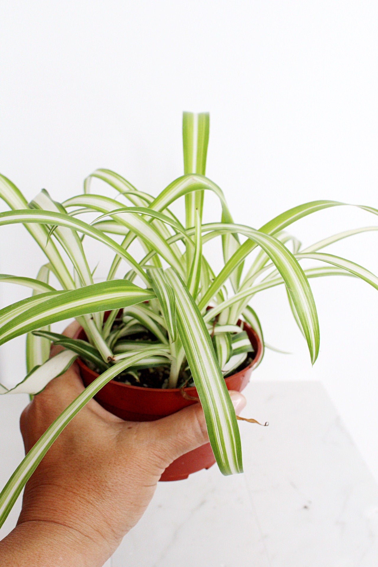 Reverse Variegated Spider Plant Chlorophytum Spider Indoor Plant Retro Indoor House Plant 4 inch Tropical White Leaf Garden Hanging Plant