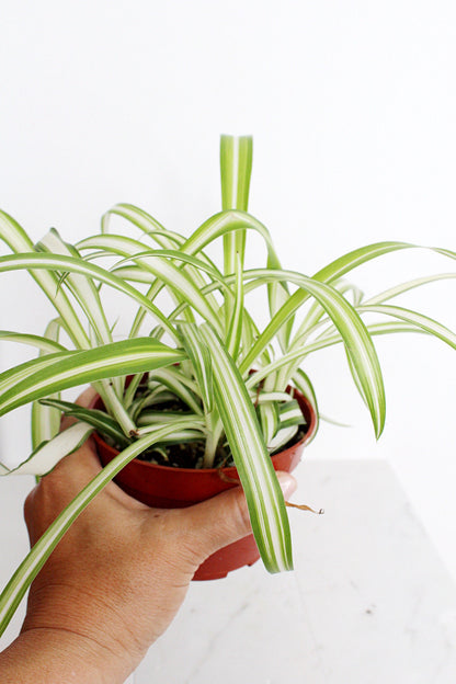 Reverse Variegated Spider Plant Chlorophytum Spider Indoor Plant Retro Indoor House Plant 4 inch Tropical White Leaf Garden Hanging Plant