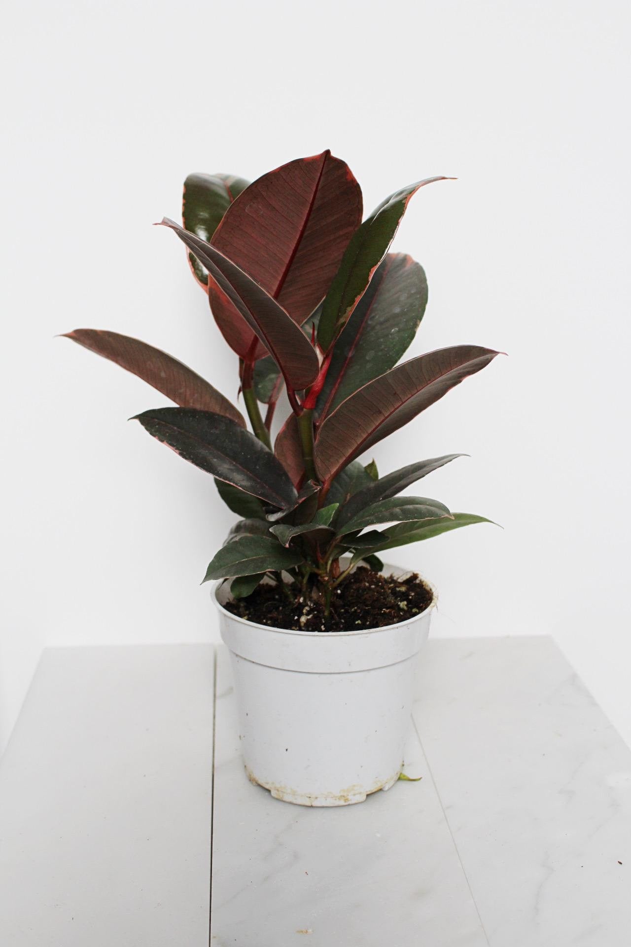Variegated Pink Rubber Tree Pink Houseplant Ficus Decora Ruby Pink Plant Indoor House Plant Garden Tropical Indoor Live Plant Rubber Fig Neutral Beige Pot on Plant Stand Home Decor Gift