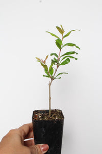 Wonderful Pomegranate – Edible Fruit Starter Plant