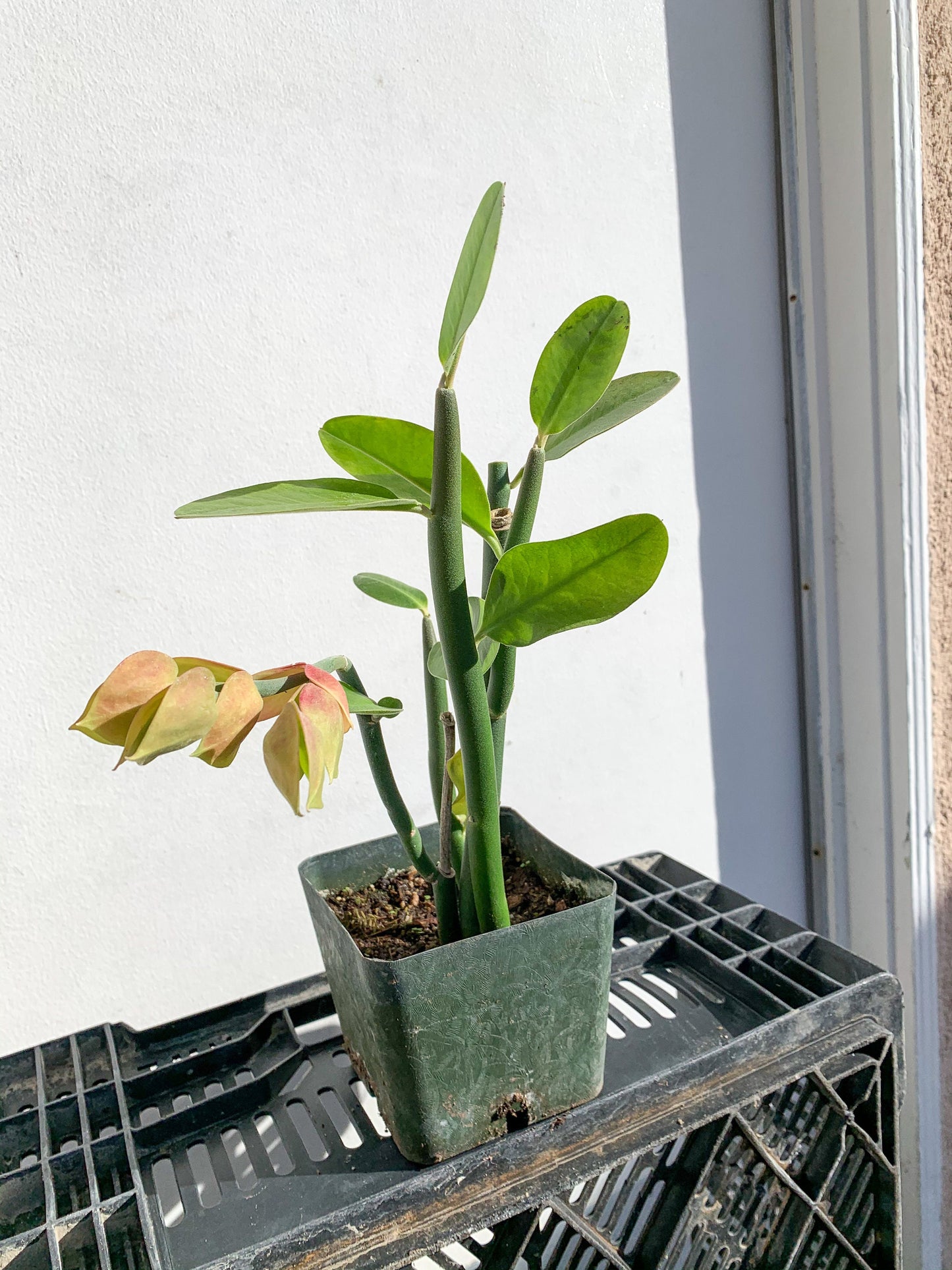 Pedilanthus Bracteatus 'Tall Slipper' Plant Succulent Cactus Live Starter Plant Garden Landscape Plant Drought Tolerant Xeriscape Garden