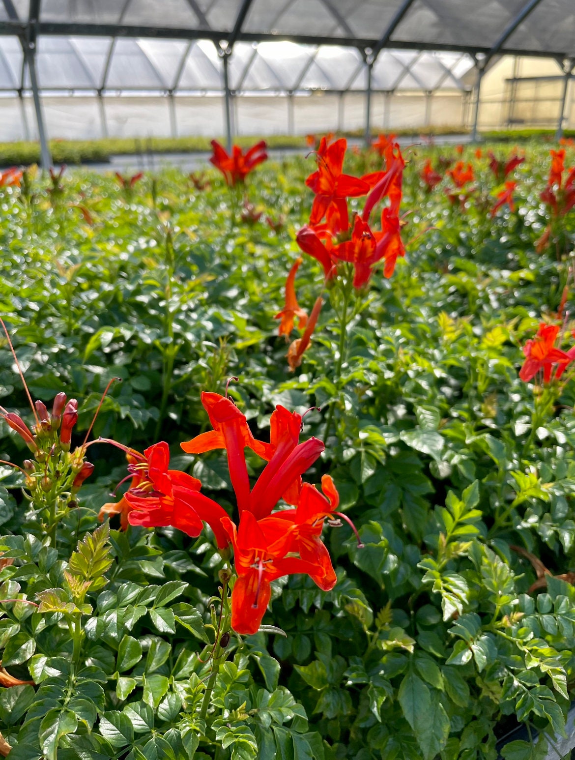 Fragrant Orange Honeysuckle Plant for Garden
Climbing Vine with Orange Flowers for Landscaping
Hardy Orange Honeysuckle Perennial Plant
Lonicera Vine with Fragrant Orange Blooms