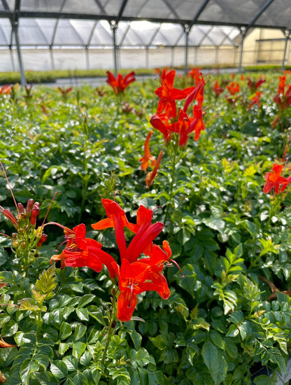 Fragrant Orange Honeysuckle Plant for Garden
Climbing Vine with Orange Flowers for Landscaping
Hardy Orange Honeysuckle Perennial Plant
Lonicera Vine with Fragrant Orange Blooms