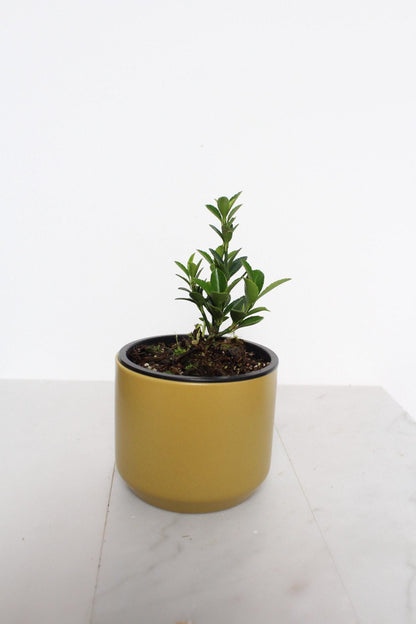 Easy Care Plant Bonsai Starter Kit Beginner Friendly Collection Compact Size Container Growing Set Oriental Beauty Indoor Garden Essential Perfect Home Decor Beautiful Living Gift Complete Instructions New Plant Parent Guide in yellow pot