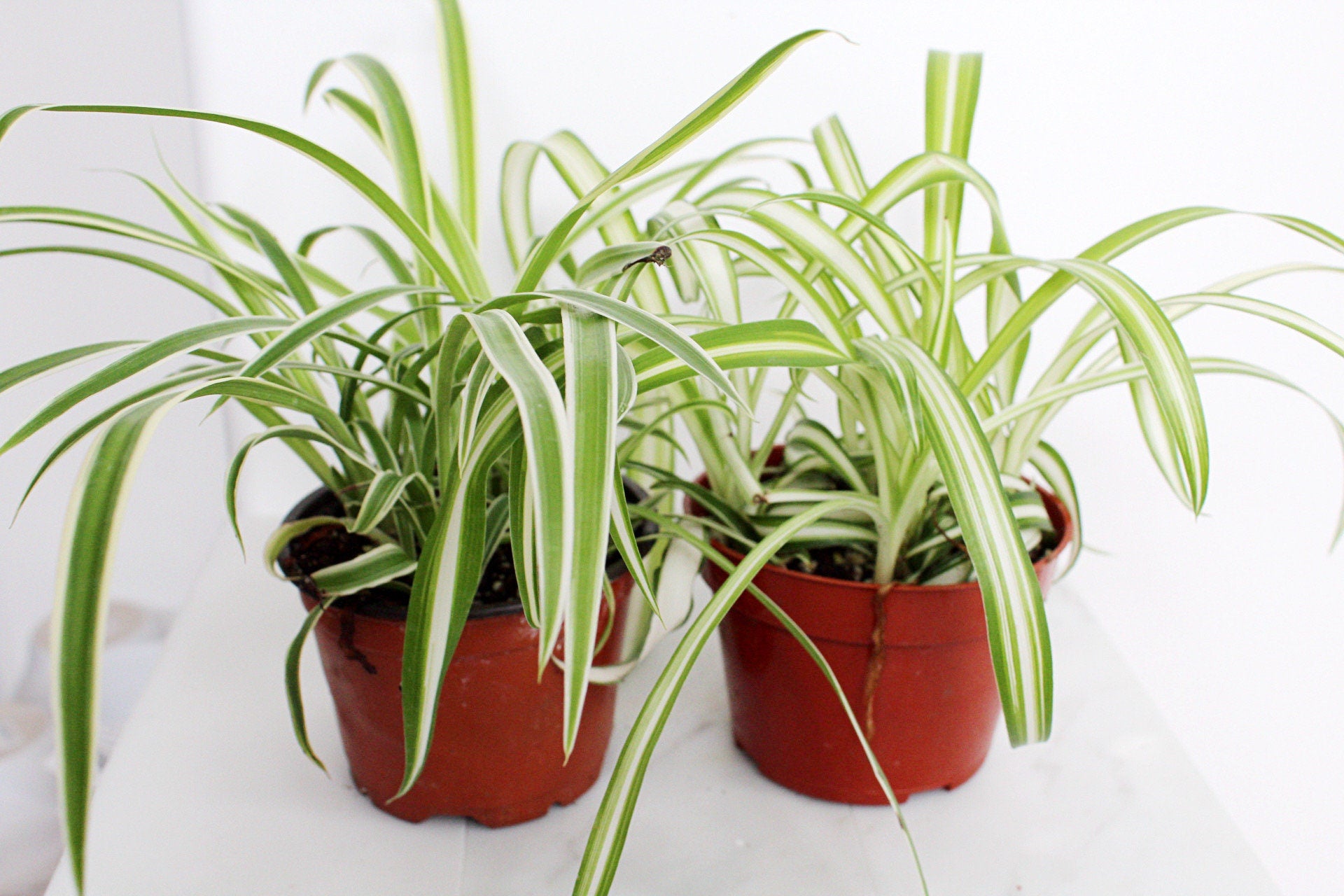 Reverse Variegated Spider Plant Chlorophytum Spider Indoor Plant Retro Indoor House Plant 4 inch Tropical White Leaf Garden Hanging Plant