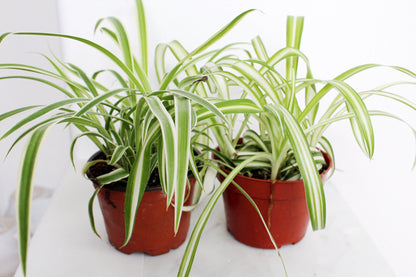 Reverse Variegated Spider Plant Chlorophytum Spider Indoor Plant Retro Indoor House Plant 4 inch Tropical White Leaf Garden Hanging Plant