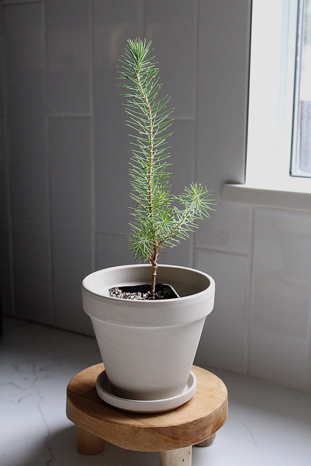 Bonsai Starter Kit Beginner Bonsai Tree Indoor Plant Decor Gift for Plant Lover Live Bonsai Sapling Pinus Pinea Pine Bonsai Tree Zen Garden Desk Plant Japanese Style Plant Home Office Decor