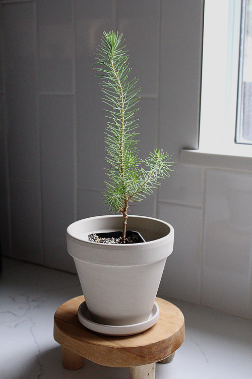 Bonsai Starter Kit Beginner Bonsai Tree Indoor Plant Decor Gift for Plant Lover Live Bonsai Sapling Pinus Pinea Pine Bonsai Tree Zen Garden Desk Plant Japanese Style Plant Home Office Decor