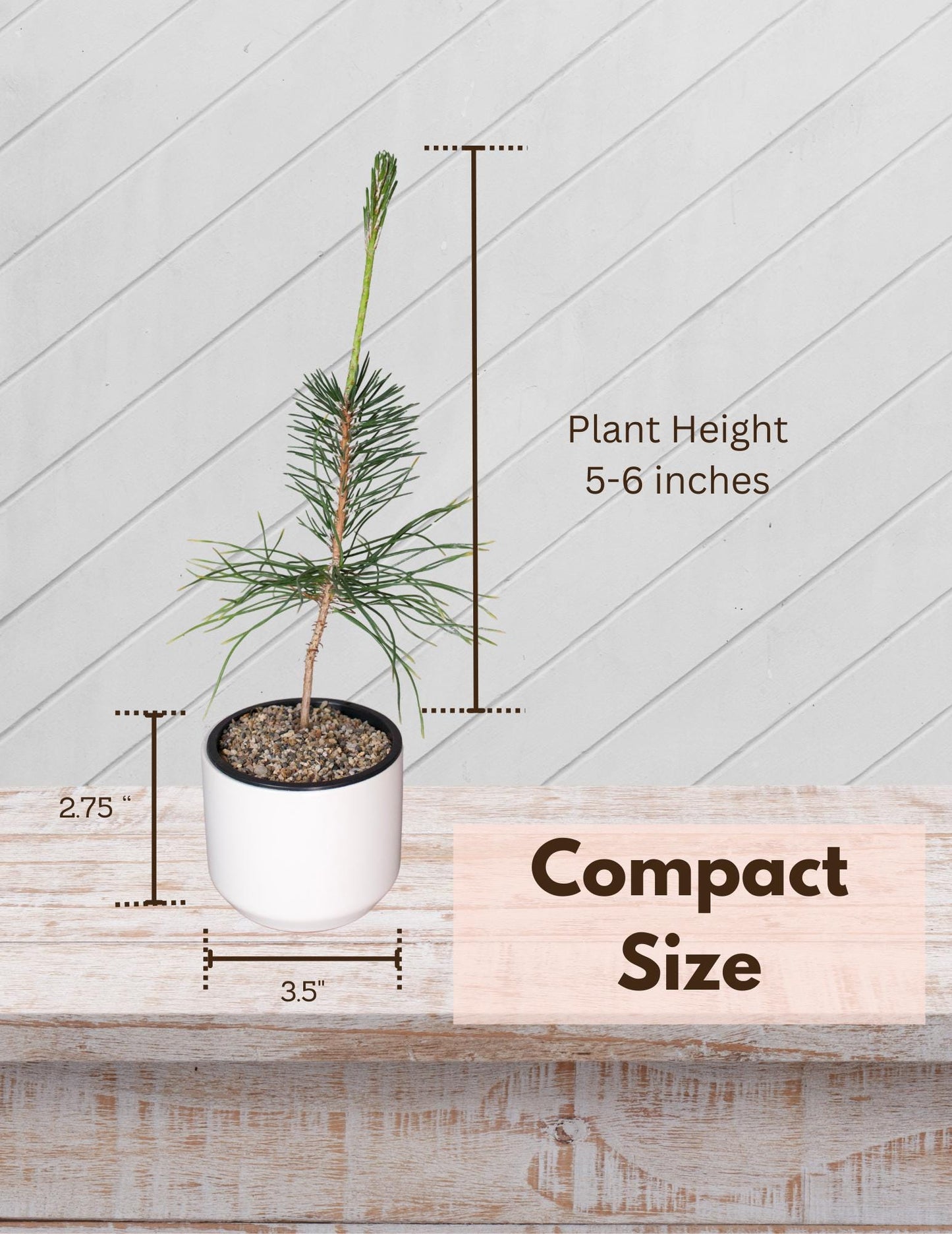Home Gardening Kit Beginner Bonsai Collection Japanese Black Pine Seedling Complete Starter Set Perfect Dad Gift White Ceramic Planter Sand Topper Bundle First Time Growing Essential Beautiful Outdoor Display Small Space Garden