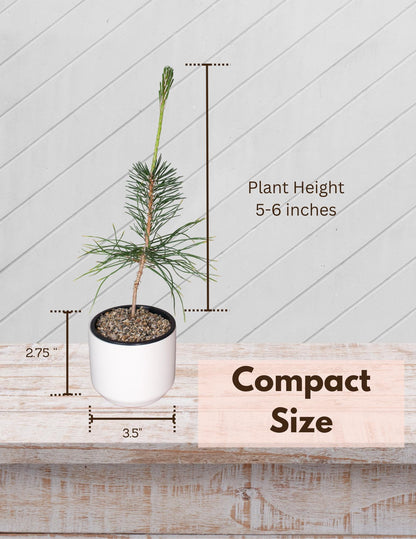 Home Gardening Kit Beginner Bonsai Collection Japanese Black Pine Seedling Complete Starter Set Perfect Dad Gift White Ceramic Planter Sand Topper Bundle First Time Growing Essential Beautiful Outdoor Display Small Space Garden
