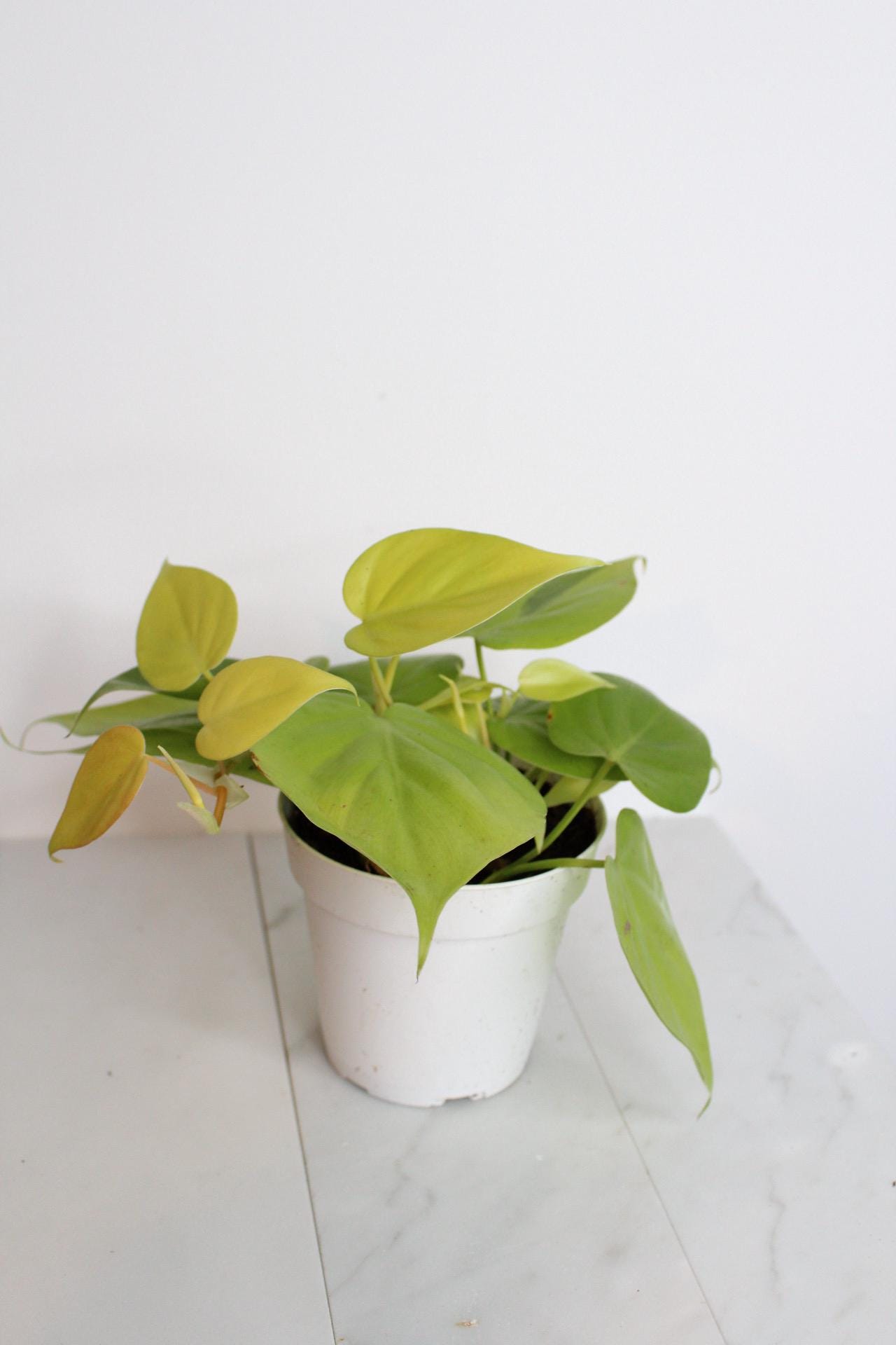 Live Indoor Philodendron Cordatum Neon Yellow Heart Leaf Vine Plant Gift for Office Plant Lover Tropical Foliage Easy Care Plant Gift Friend