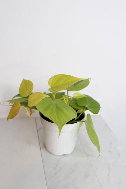 Live Indoor Philodendron Cordatum Neon Yellow Heart Leaf Vine Plant Gift for Office Plant Lover Tropical Foliage Easy Care Plant Gift Friend