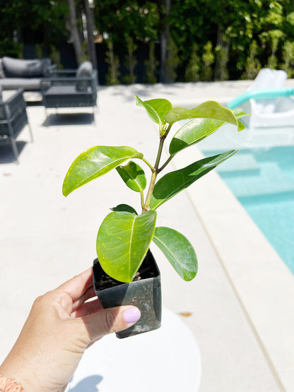 Stephanotis Floribundas Madagascar Jasmine Vine Outdoor Plant White Flower Plant Starter Lei Fragrant Flower Jasmine Houseplant Live Plant