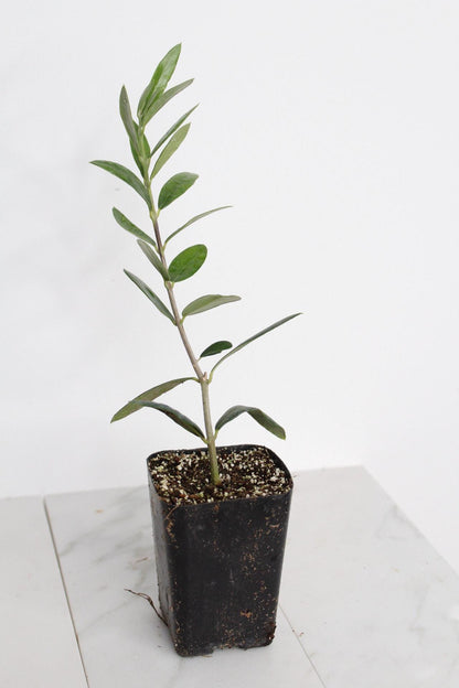 Dwarf Olive Tree Starter Plant Little Ollie Variety Small Space Garden Gift Perfect Home Accent Mediterranean Style Decor Italian Plant Present Stone Fruit Tree Baby Olive Sapling Wedding Party Favor Beautiful Green Living Gift Collection