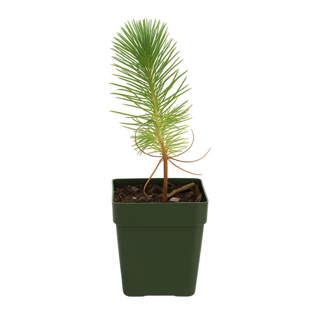Afghan Pine – Evergreen Bonsai Starter Tree