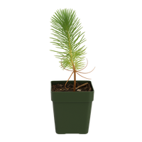 Afghan Pine – Evergreen Bonsai Starter Tree