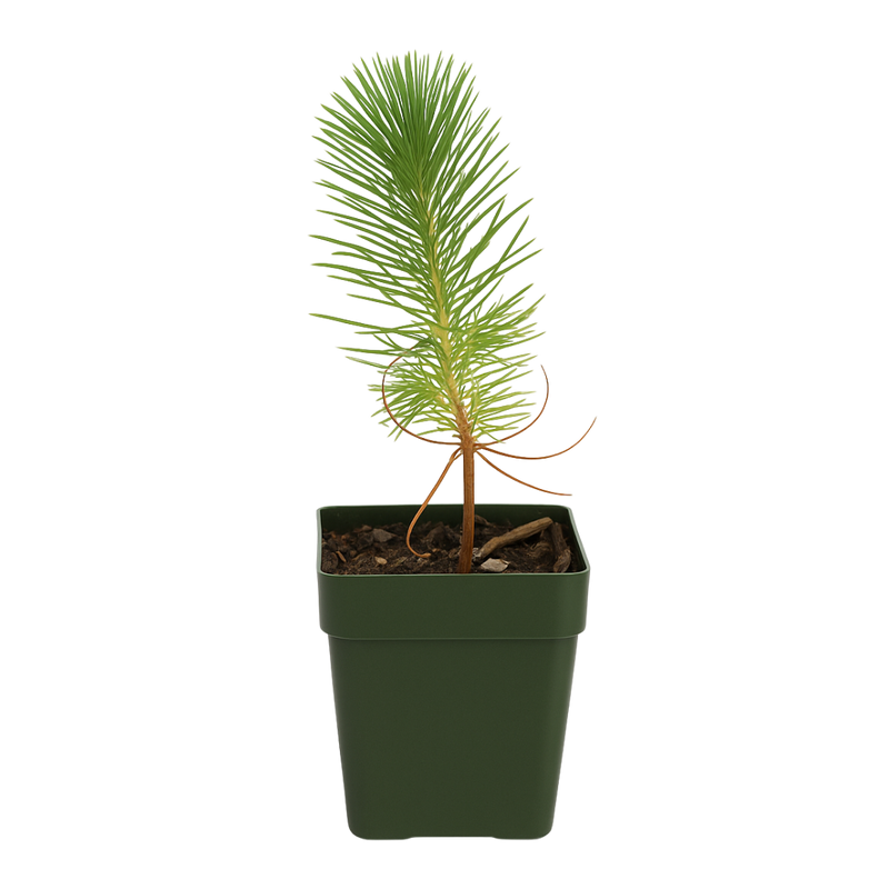 Afghan Pine – Evergreen Bonsai Starter Tree