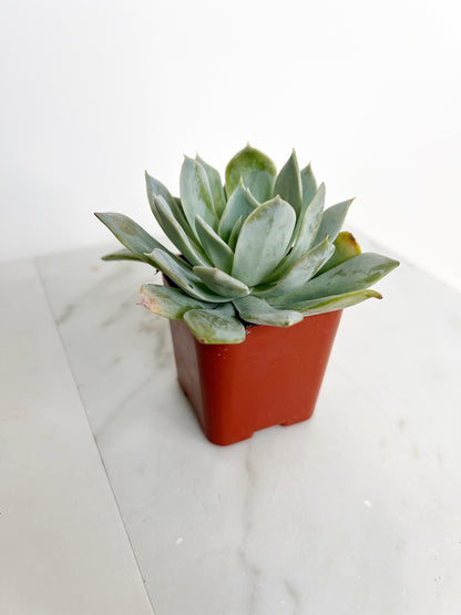 Succulent Plants 2" Mini Potted Succulents for Indoor Echeveria Desmetiana Home Office Decor Wedding Baby Shower Party Favors Gifts for Her Wedding Baby Shower Party Favors - Live Succulent 2.5-inch Collection