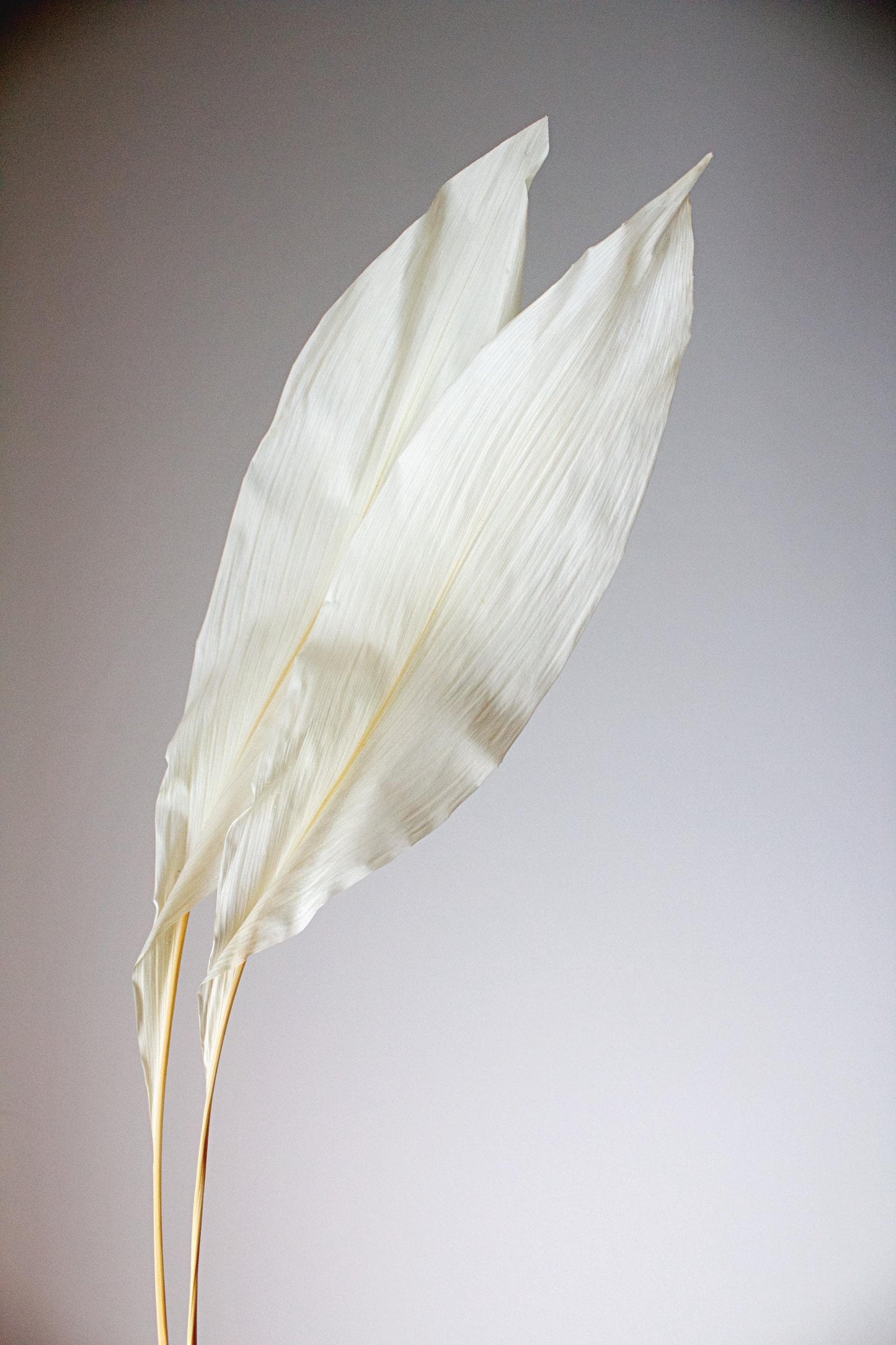 Dried Iron Leaf Floral Accent - Ikebana Style Home Decor