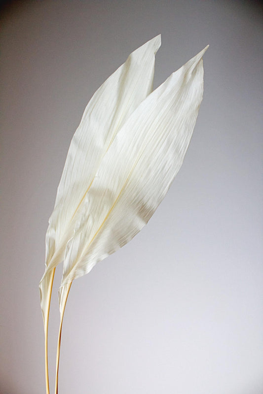 Dried Iron Leaf Floral Accent - Ikebana Style Home Decor