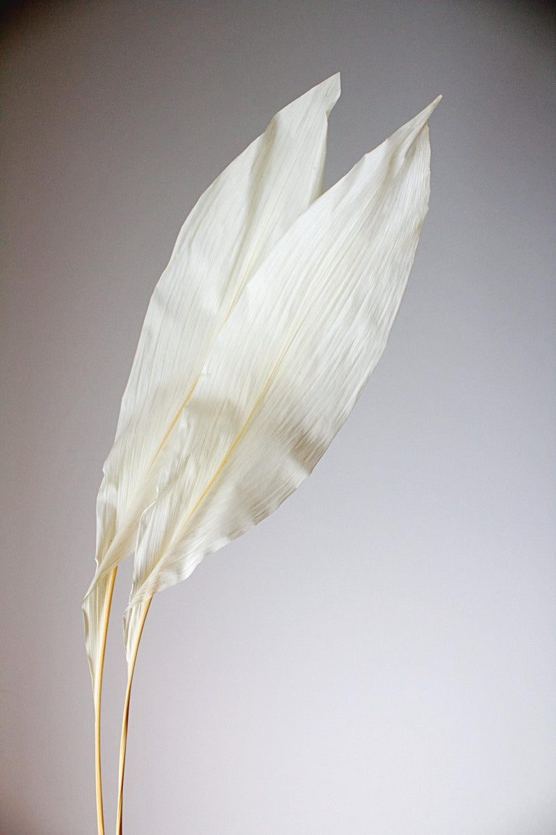 Dried Iron Leaf Floral Accent - Ikebana Style Home Decor