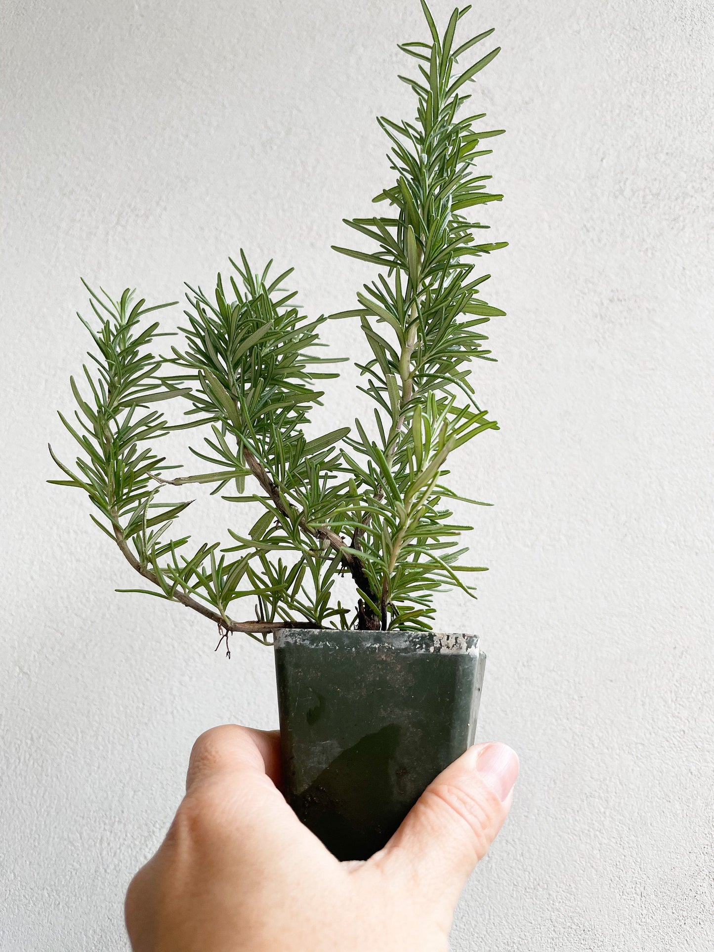 Mini Rosemary Plant Starter Rosmarinus officinalis Outdoor Garden Herb Live Rosemary Spice Plant Aromatic Blue Rosemary Officinalis Shrub