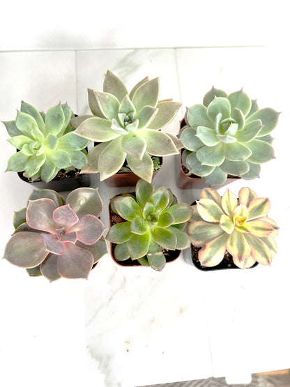 6 Pack Assorted Succulent Variety Pack Assorted 2 inch Potted Succulents Shower Party Favors Wedding Succulent Arrangement House Plant Start