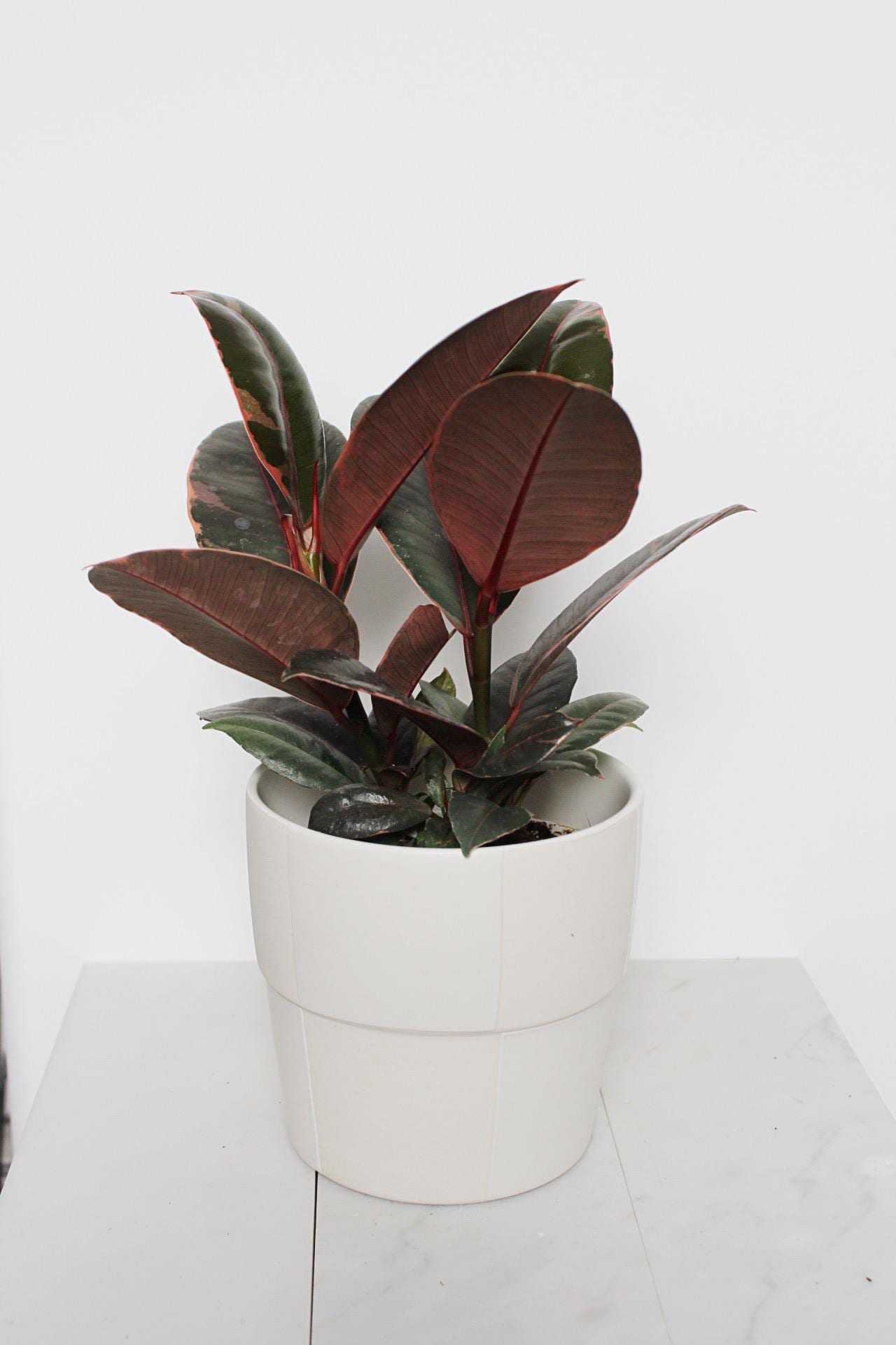 Variegated Pink Rubber Tree Pink Houseplant Ficus Decora Ruby Pink Plant Indoor House Plant Garden Tropical Indoor Live Plant Rubber Fig Neutral Beige Pot on Plant Stand Home Decor Gift