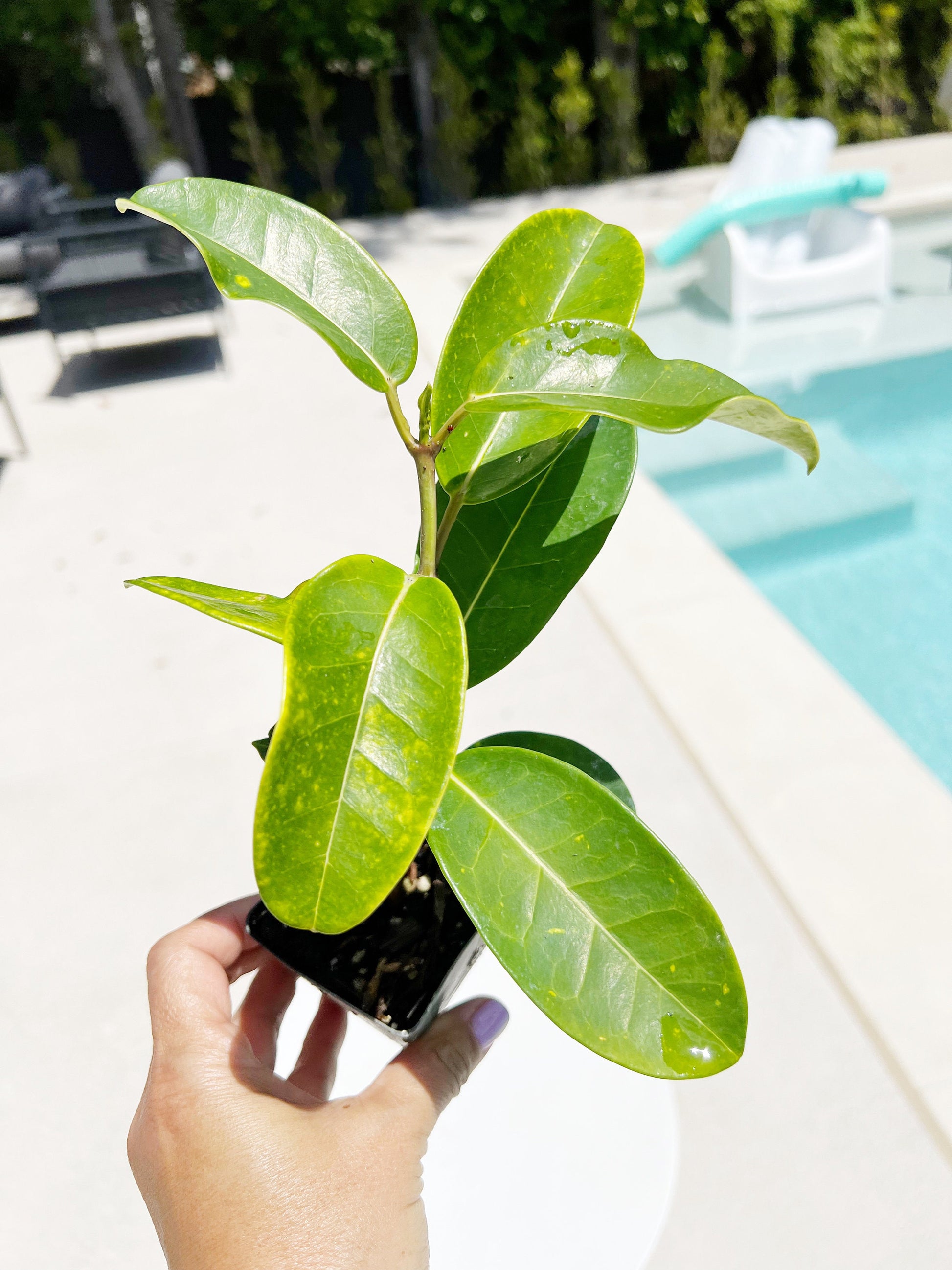 Stephanotis Floribundas Madagascar Jasmine Vine Outdoor Plant White Flower Plant Starter Lei Fragrant Flower Jasmine Houseplant Live Plant