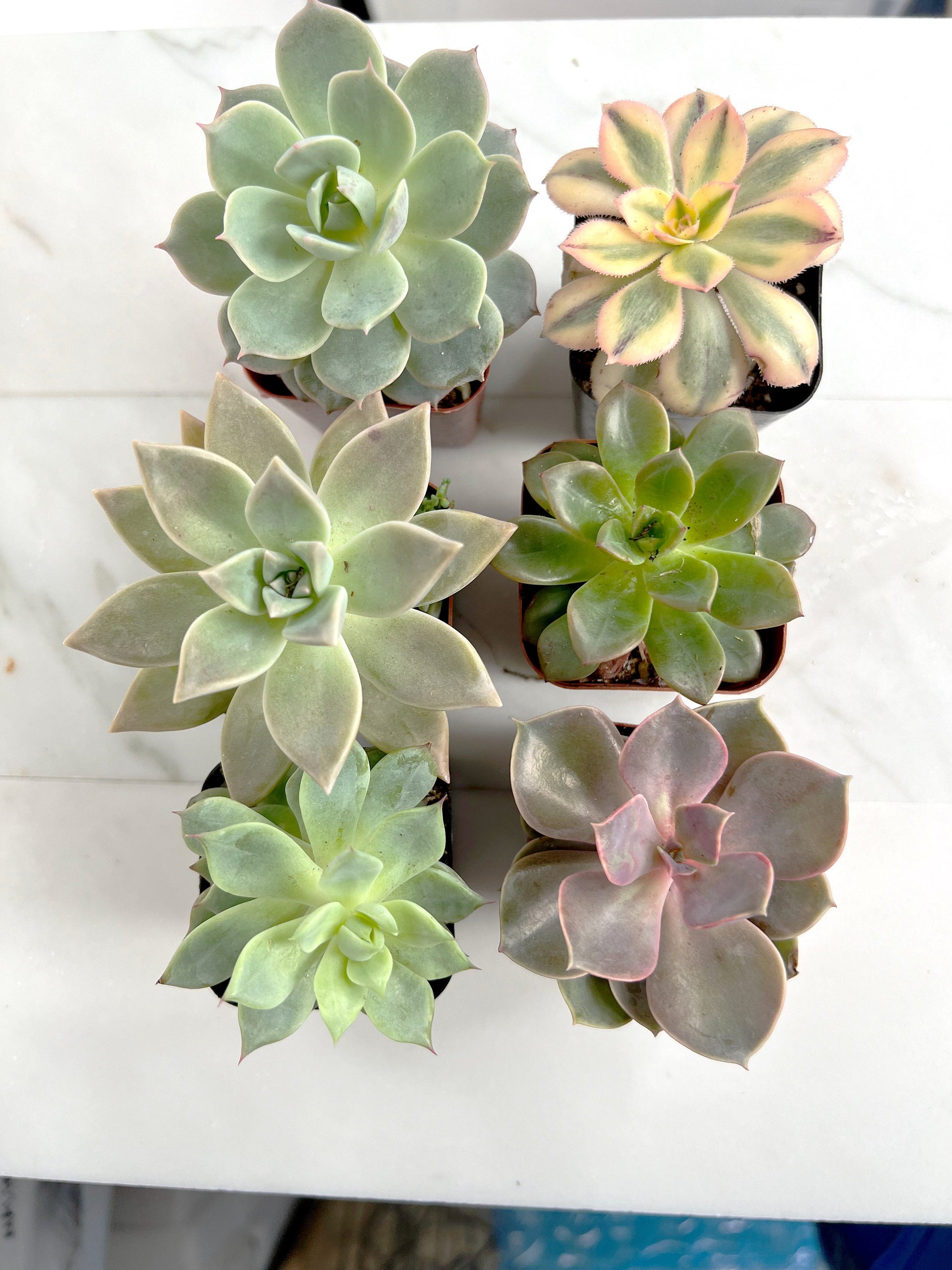 6 Pack Assorted Succulent Variety Pack Assorted 2 inch Potted Succulents Shower Party Favors Wedding Succulent Arrangement House Plant Start