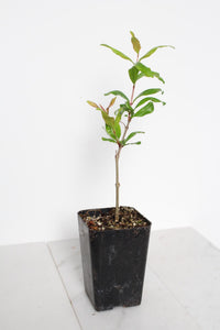 Wonderful Pomegranate – Edible Fruit Starter Plant