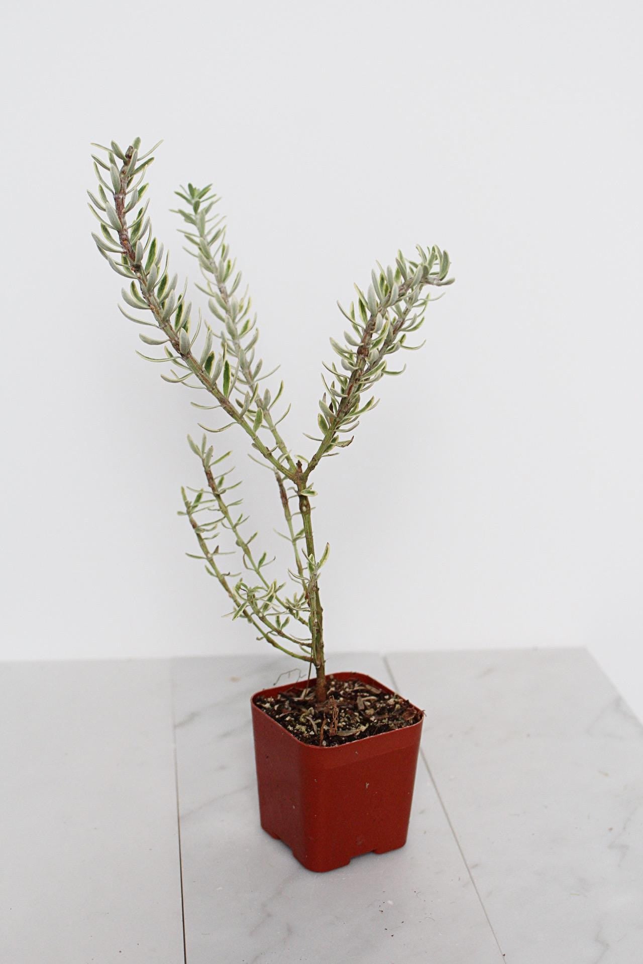 Drought Tolerant Plant Coastal Rosemary Evergreen Shrub Small Container Growing Gray Variegated Westringia Perfect Patio Garden Beautiful Landscape Accent Year Round Interest Easy Care Garden Essential Living Outdoor Collection Design