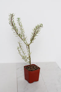 Drought Tolerant Plant Coastal Rosemary Evergreen Shrub Small Container Growing Gray Variegated Westringia Perfect Patio Garden Beautiful Landscape Accent Year Round Interest Easy Care Garden Essential Living Outdoor Collection Design