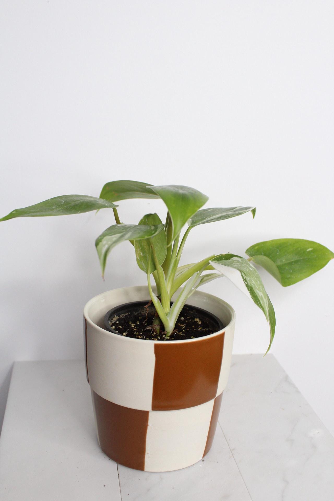 White Princess Philodendron Starter Plant Rare Variegated Specimen Pink White Leaf Pattern Tropical Indoor Beauty Four Inch Pot Rooted Plant Bundle Easy Care Instructions New Grower Friendly Home Office Decor Perfect Size Specimen Beautiful