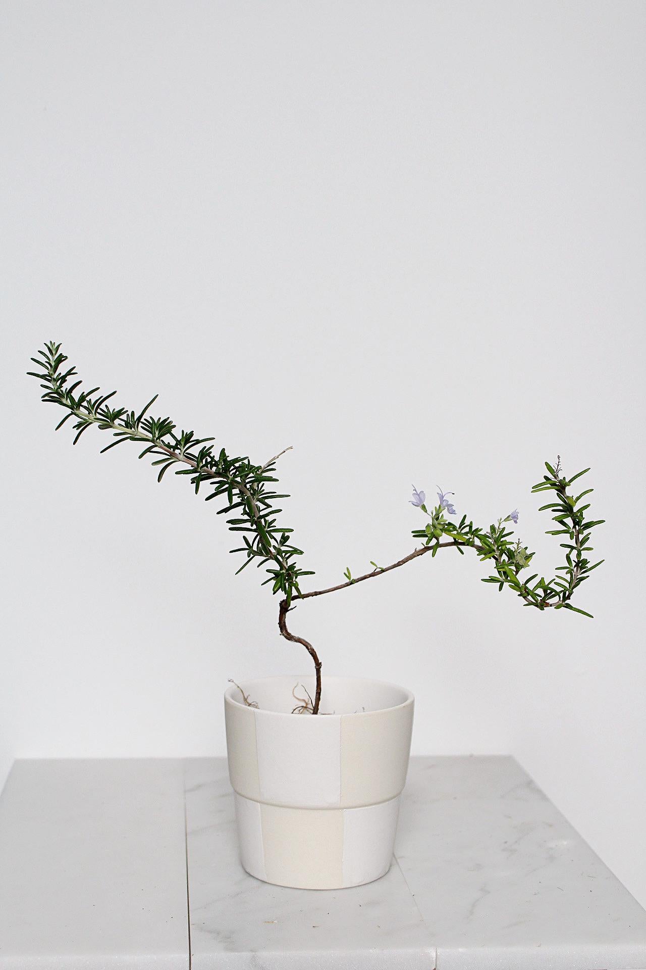 Small Rosemary Bonsai Plant Kitchen Herb Collection Black Square Pot Trailing Variety Culinary Garden Essential Fresh Cooking Ingredient Window Sill Display Cascading Green Foliage Indoor Growing Plant Home Decor Accent Beautiful Aromatic