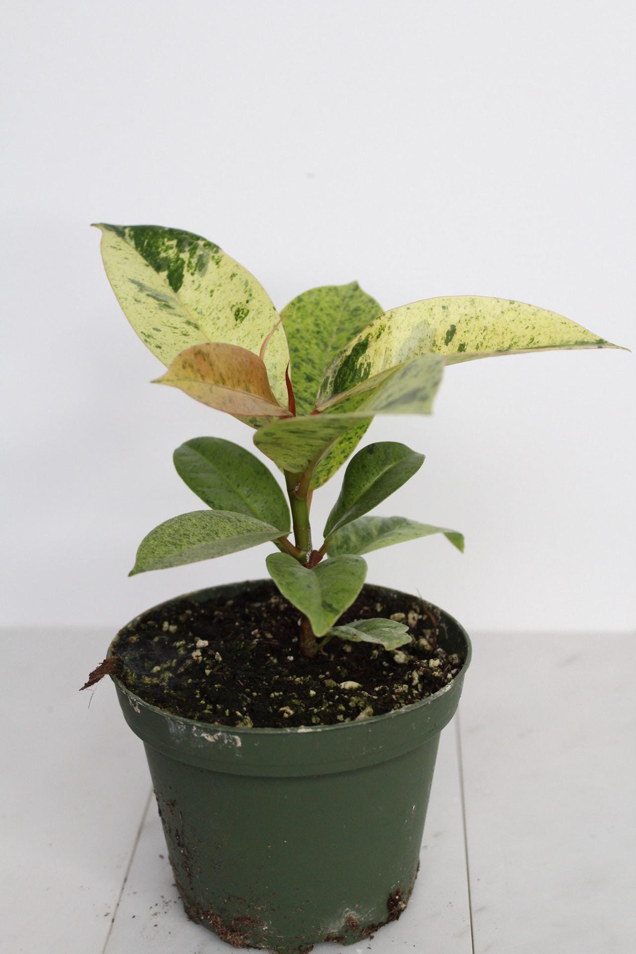 Bright Variegated Ficus Yellow Rubber Tree Indoor Plant Gift Rare Shivereana Moonshine 4 Inch Pot Houseplant Ficus Starter Tropical Plant