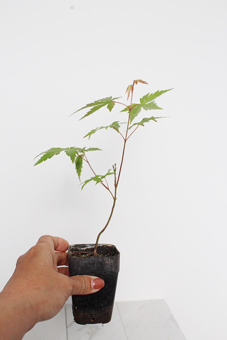 Bonsai Tree Starter Plant Red Japanese Maple Sapling Live Plant Gift Tree Beginner Plant Hobby Acer Palmatum Outdoor Zen Garden Plant Gift