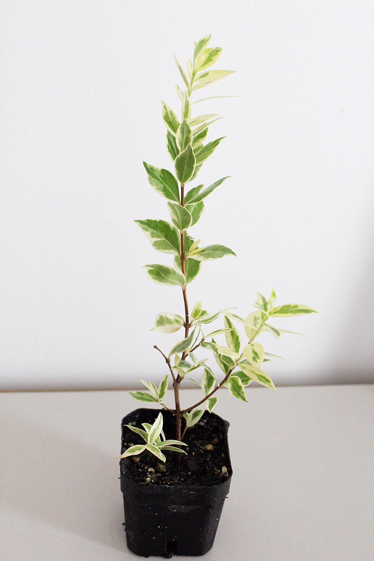 Myrtus Communis Variegata Live Plant Variegated Plants Mediterranean Herbs Small Space Gardening Container Plants Indoor Outdoor Plant Beginner Friendly Plants Plant Lover Gift Gift for Gardener Apartment Gardening Patio Plants Balcony