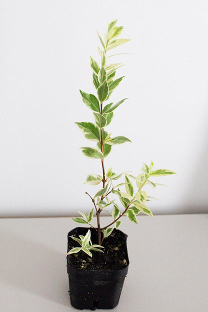 Myrtus Communis Variegata Live Plant Variegated Plants Mediterranean Herbs Small Space Gardening Container Plants Indoor Outdoor Plant Beginner Friendly Plants Plant Lover Gift Gift for Gardener Apartment Gardening Patio Plants Balcony